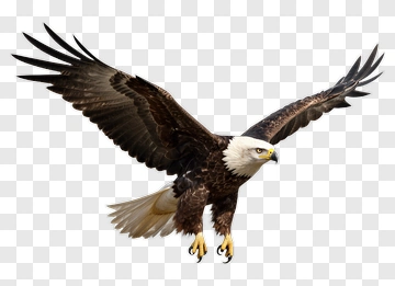 American Eagle In Flight PNG