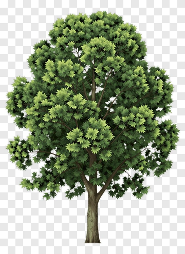 Tree With Dense Foliage PNG
