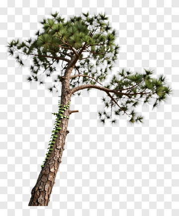 Pine Tree With Vine PNG