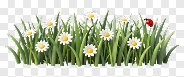 Daisy Field With Ladybug PNG