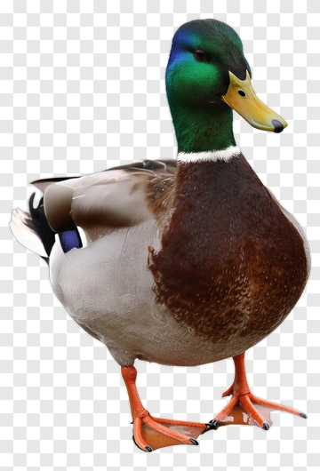 Mallard Duck Standing In Water PNG