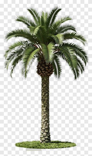 Palm Tree With Fronds And Trunk PNG