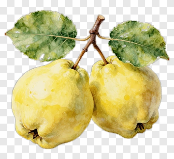 Yellow Quince Fruit With Green Leaves PNG