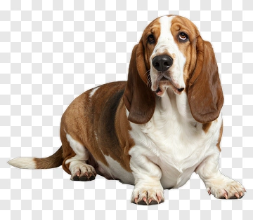 Basset Hound With Long Ears PNG