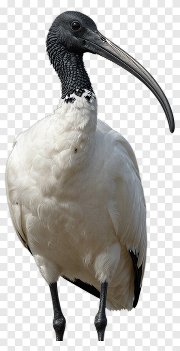 White Ibis Bird PNG