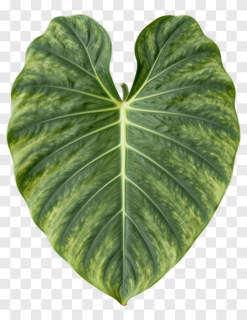 Heart-Shaped Leaf With Green And Yellow Veins PNG