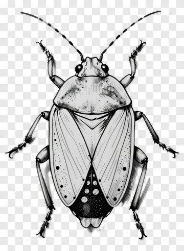 Stink Bug Drawing PNG