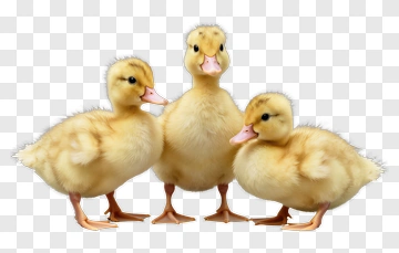 Three Yellow Ducklings Standing Together PNG