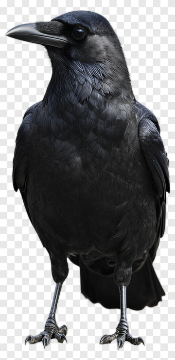 Black Crow Standing PNG