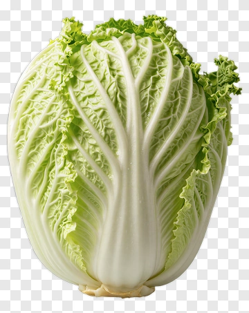 Fresh Cabbage PNG