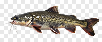Catfish With Detailed Scales And Whiskers PNG
