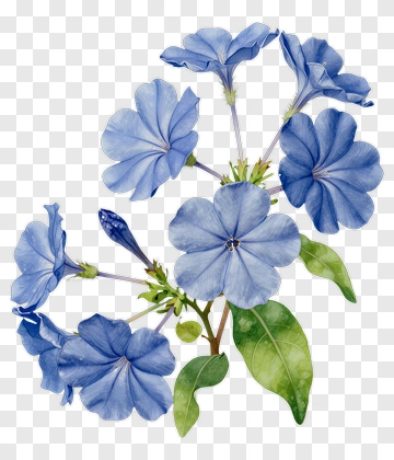 Blue Plumbago Blossoms With Green Leaves PNG