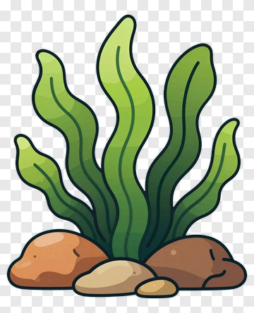 Cartoon Seaweed And Rocks PNG