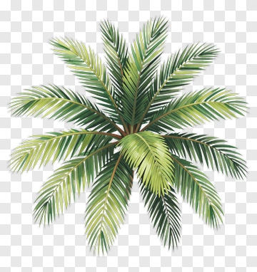 Palm Tree Watercolor Illustration PNG