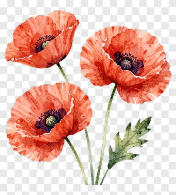 Watercolor Poppies PNG