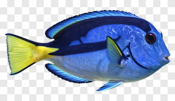 Blue Tang Fish PNG