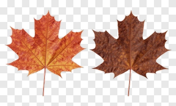 Two Maple Leaves In Autumn Colors PNG