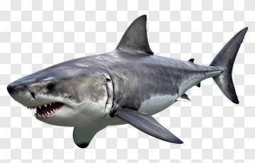 Shark PNG