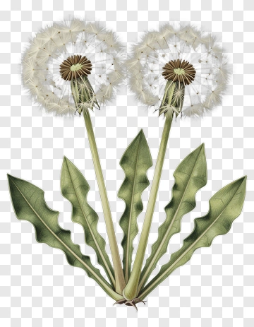 Dandelion Seed Heads With Leaves PNG