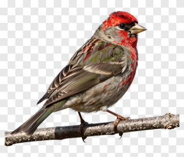 House Finch Perched On A Branch PNG