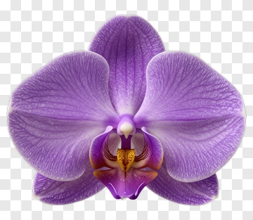 Purple Orchid PNG