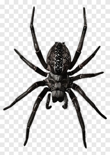 Spider On Web PNG