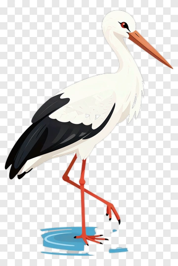 White Stork Standing In Water PNG