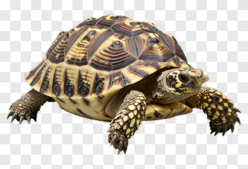 Turtle With Detailed Shell Pattern PNG