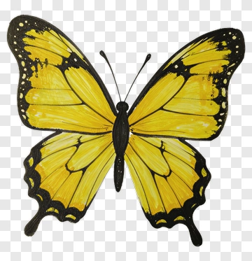 Yellow Butterfly With Black Outlines PNG