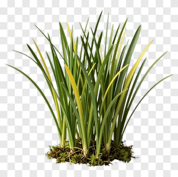 Green And Yellow Plant With Moss PNG