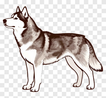 Husky PNG
