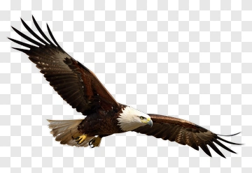 Eagle In Flight PNG