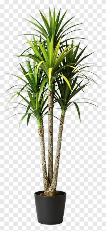 Yucca Plant In Black Pot PNG