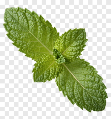 Fresh Mint Leaf PNG