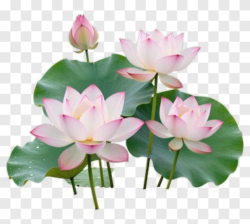 Pink Lotus Flowers With Green Leaves PNG
