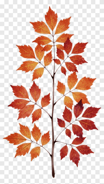 Autumn Leaves On Branch PNG
