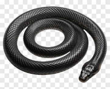 Black Snake Coiled PNG