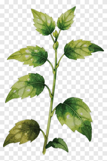 Watercolor Plant With Green Leaves PNG