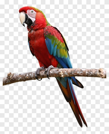 Red And Blue Macaw Perched On Branch PNG