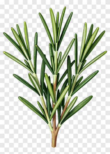 Rosemary Branch PNG