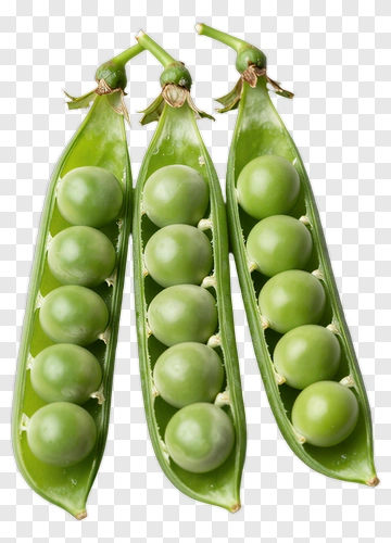 Fresh Green Pea Pods PNG