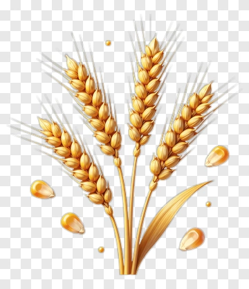 Golden Wheat And Grain PNG