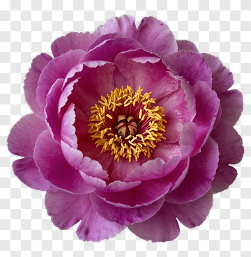 Pink Peony In Full Bloom PNG