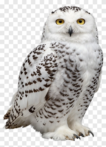 Snowy Owl With Yellow Eyes PNG