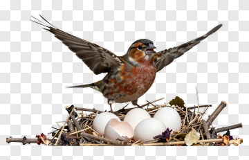 Bird With Eggs In Nest PNG