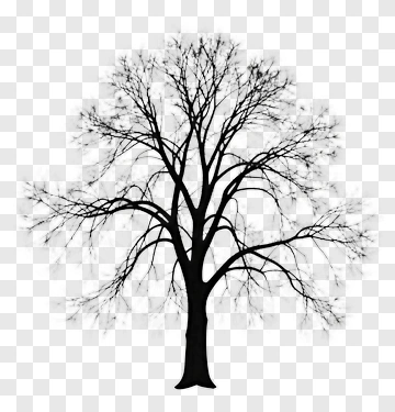 Silhouette Of A Tree PNG