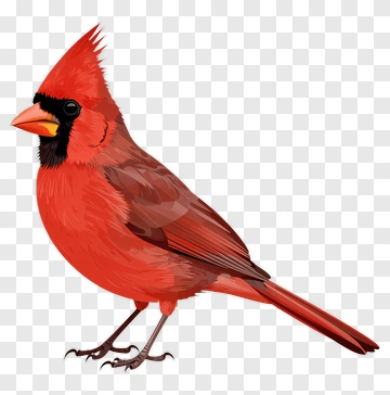 Red Cardinal Bird Illustration PNG