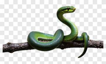 Green Snake Coiled On Branch PNG