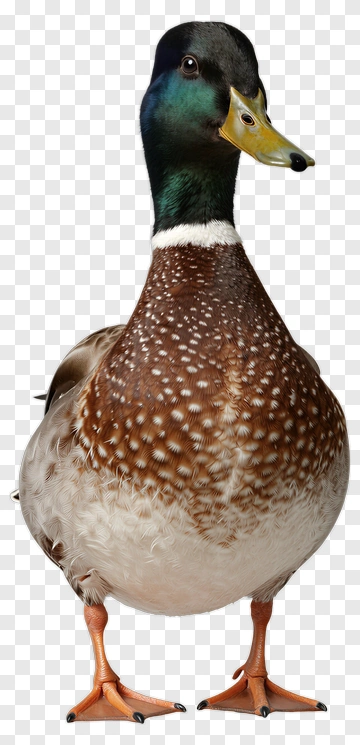 Mallard Duck Portrait PNG