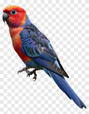 Red And Blue Parrot PNG